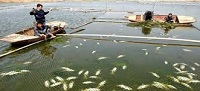 Bảo vệ môi trường trong nuôi trồng thủy sản