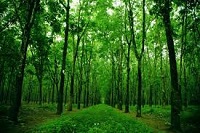 Bảo vệ và phát triển bền vững tài nguyên rừng