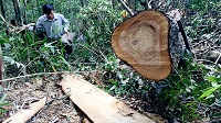 Bồi thường thiệt hại về rừng khi thu hồi rừng được giao không đúng thẩm quyền