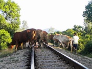 Các hành vi bị nghiêm cấm trong hoạt động đường sắt