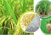 Đảm bảo chất lượng thóc, gạo hàng hóa xuất khẩu