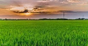 Chuyển đất trồng lúa sang đất phi nông nghiệp bị phạt bao nhiêu?