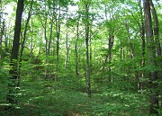 Đất rừng sản xuất là rừng tự nhiên