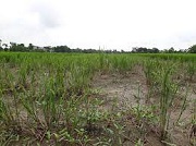 Đất trồng lúa để hoang nhiều năm có bị thu hồi không?
