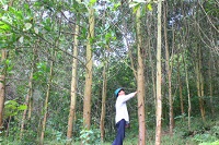 Khai thác lâm sản trong rừng sản xuất là rừng trồng