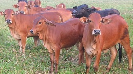 Phân tích vụ Lùa trộm đàn bò giữa đồng đi bán