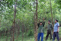 Nguyên tắc giao rừng, cho thuê rừng, chuyển mục đích sử dụng rừng sang mục đích khác, thu hồi rừng
