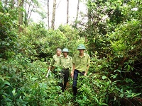 Nội dung điều tra rừng