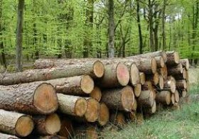 Vi phạm quy định về thiết kế khai thác gỗ