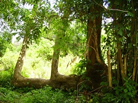 Phân chia rừng theo nguồn gốc hình thành