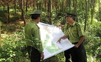 Thẩm quyền quyết định chủ trương chuyển mục đích sử dụng rừng