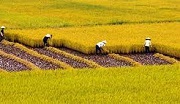 Thủ tục đăng ký chuyển đổi cơ cấu cây trồng trên đất trồng lúa