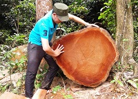 Thủ tục khai thác tận dụng gỗ loài thực vật thông thường từ rừng tự nhiên