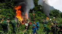 Tổ chức, quản lý lực lượng phòng cháy và chữa cháy rừng