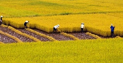 Trách nhiệm của người sử dụng đất trồng lúa