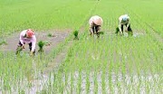 Trường hợp nào phải nộp tiền bảo vệ đất trồng lúa