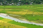 Tự ý sử dụng đất trồng lúa vào mục đích nuôi trồng thủy sản bị phạt thế nào?
