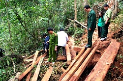 Vi phạm các quy định chung của Nhà nước về bảo vệ rừng
