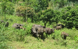 Xử phạt hành vi chăn thả gia súc trong những khu rừng đã có quy định cấm