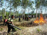 Yêu cầu về phòng cháy đối với dự án phát triển rừng